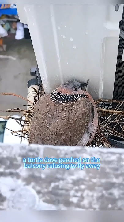 Good luck comes#turtledove#animals #foryou #love #truestory #shorts