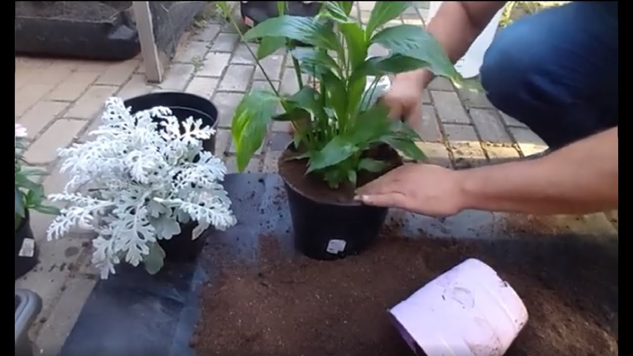 HIDROSILO Planting Gel - Learn how to use it to preparare plant pots