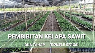 Pembibitan Kelapa Sawit dua tahap. Pembibitan Kelapa Sawit dua tahap.