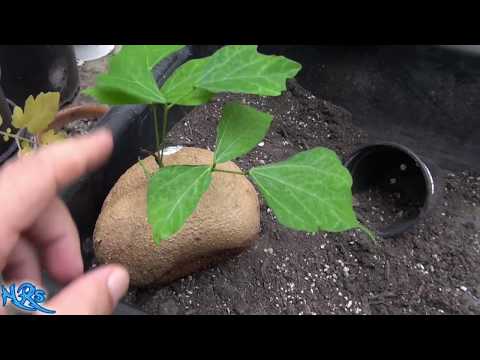 Видео: Информация о выращивании Jicama - узнайте о растениях Jicama