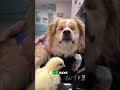 Cutest Farm Animals Ever! Ducklings, Puppies, Goats & More! #shorts