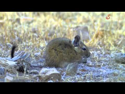 Video: Flóra A Fauna Moskovského Regiónu