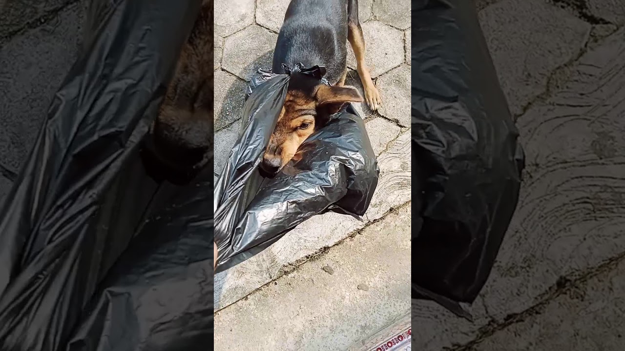 Anjing viral pake masker biar gak kena convid - YouTube