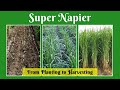 Super Napier from Planting to Harvesting / Super Napier stems for sale in Tamil Nadu @ 9790987145