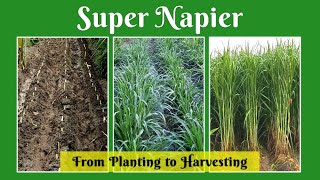 Super Napier from Planting to Harvesting / Super Napier stems for sale in Tamil Nadu @ 9790987145