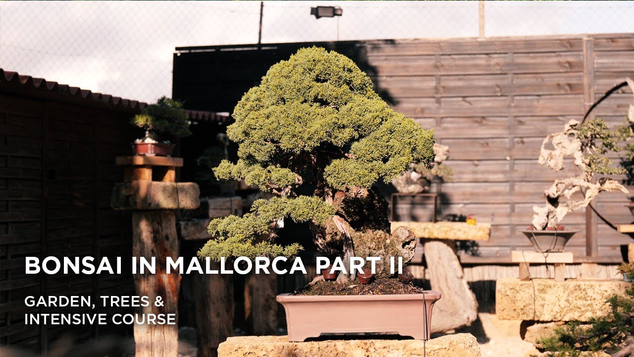 Bonsai in Mallorca II, part one