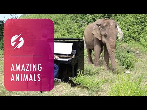 Man Plays Piano For Blind Elephants - Man Plays Piano For Blind Elephants