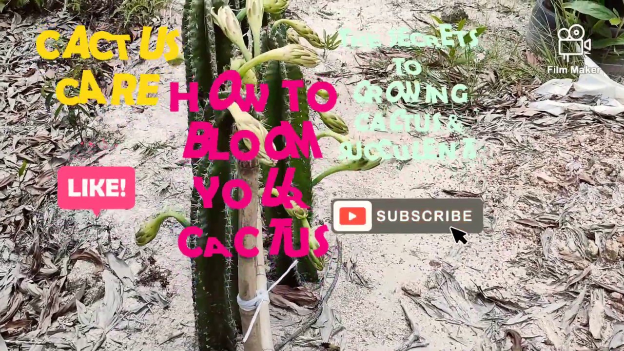 How To Bloom Your Cactus | Night Blooming Cereus Updates #Cereus #