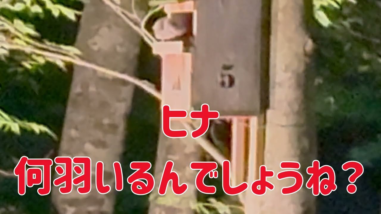 20250626 オオコノハとアカショウビン
