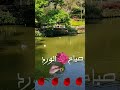 صباح الخير - صباح الورد - موسيقى فيروز