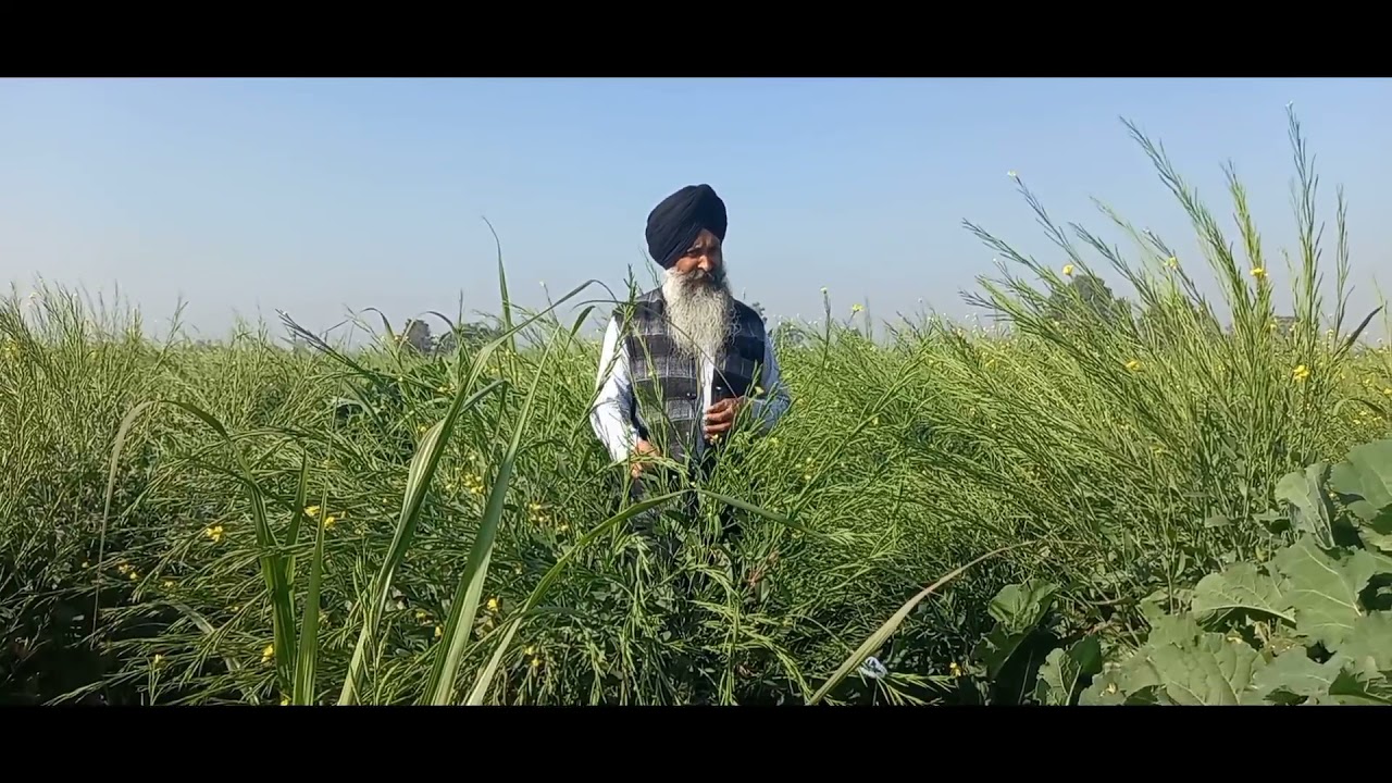 Intercroping of mustard(ਸਰੋਂ) in sugarcane by phagwara good grow technique ( part-2)