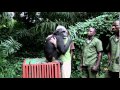 HERMOSO cómo este chimpancé muestra su agradecimiento cuando es rescatado y rehabilitado