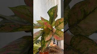 Hengheng Aglaonema #plants #plantita #aglaonema #propagation