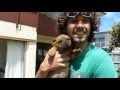 How To Train Your Puppy To Walk On a Leash - Quick and Simple! How To Train Your Puppy To Walk On a Leash - Quick and Simple!