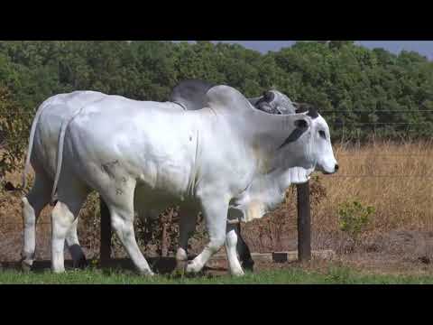 BATERIA 14 | 42º MEGA LEILÃO ANUAL CARPA TOUROS