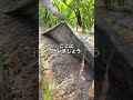 なすの追肥の場所#農業 #熊本 #肥料 #魚粉肥料 #なす農家