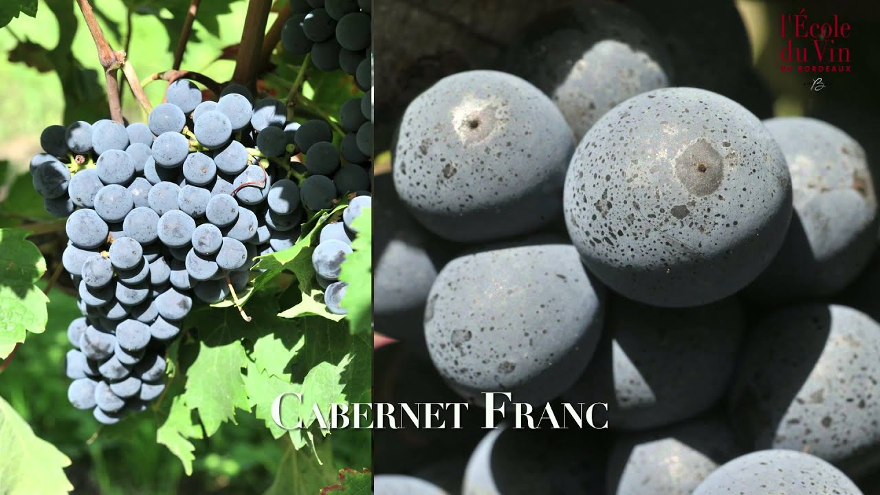 The SaintEmilion classification YouTube