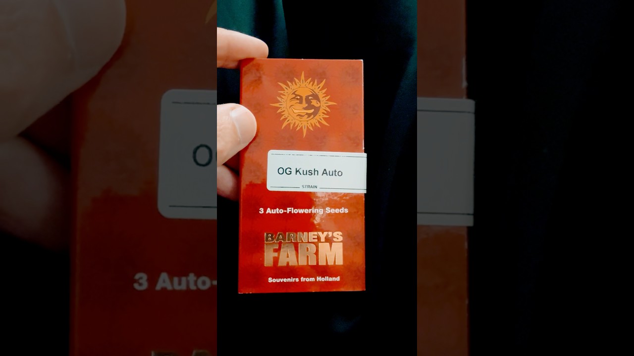 Og kush auto любимый сорт Snoop dog 