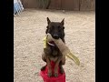 “Wreck” plays ‘Fire Hydrant Fetch’.