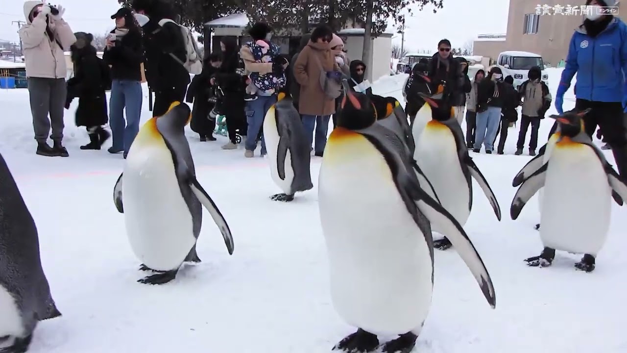 旭山動物園で冬恒例「ペンギンの散歩」