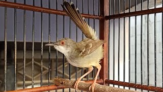 ciblek semi gacor, RIBUT Mantap Bikin Emosi Semua Ciblek