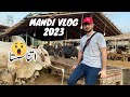 Cow Mandi 2023 Malir | Mandi Vlog | Faisal Javed TV