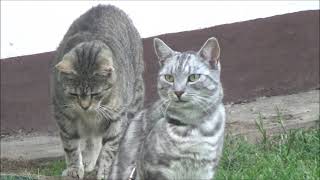 NIUNIEK AND BITER in my garden - The true friendship beetween 2 cats by kotomaniak 42 views 2 years ago 3 minutes, 29 seconds