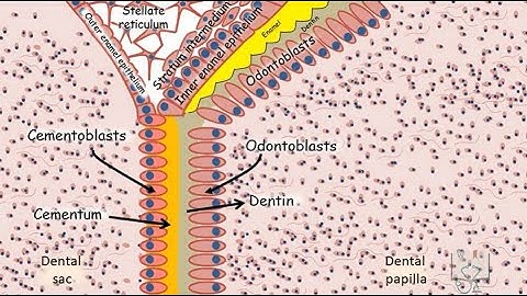 Development of Tooth - Part 5 (Root formation)