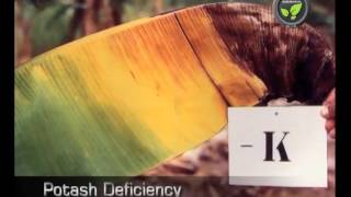 Micro-Nutrient Deficiency Symptoms and Remedies in Banana