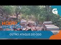 OSO DESTROZA COLMEAS EN QUIROGA: centos de quilos de MEL perdidos 🐻🍯