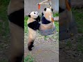 Panda yuke yuaipanda   cute cutepanda animals funny  yukeyuai