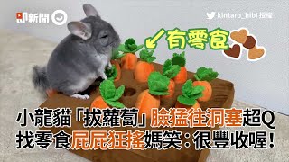 小龍貓玩嗅聞玩具臉猛往洞塞拔蘿蔔超Q寵物動物絨鼠日本