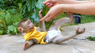 Adorable Monkey Donal And Mom Playing Outdoor