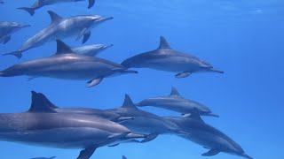 Animals. Talking Dolphins. Clicking, Whistling. Underwater Sonar Recording.