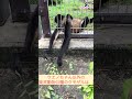 クモザル担当者が不思議に思うこと… #東武動物公園 #動物 #クモザル　#ジェフロイクモザル #動物園