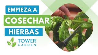 Cosecha Hierbas en tu Tower Garden®