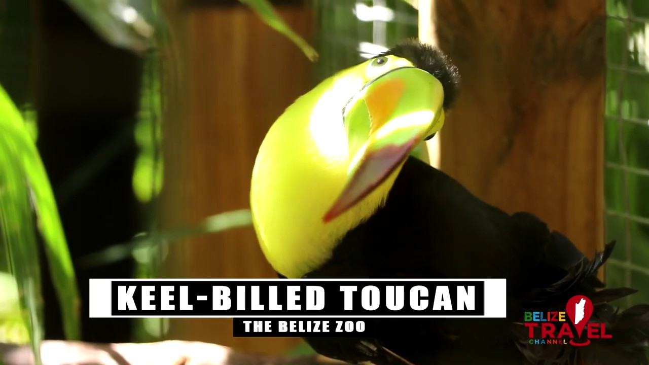 Belize Travel Channel ~ News ~ The Fauna Of  Belize 2019