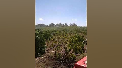 Tưới cà phê bằng bơm cơ khí hải và ev 2600