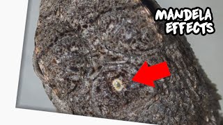 Lizard Third Eye Mandela Effect
