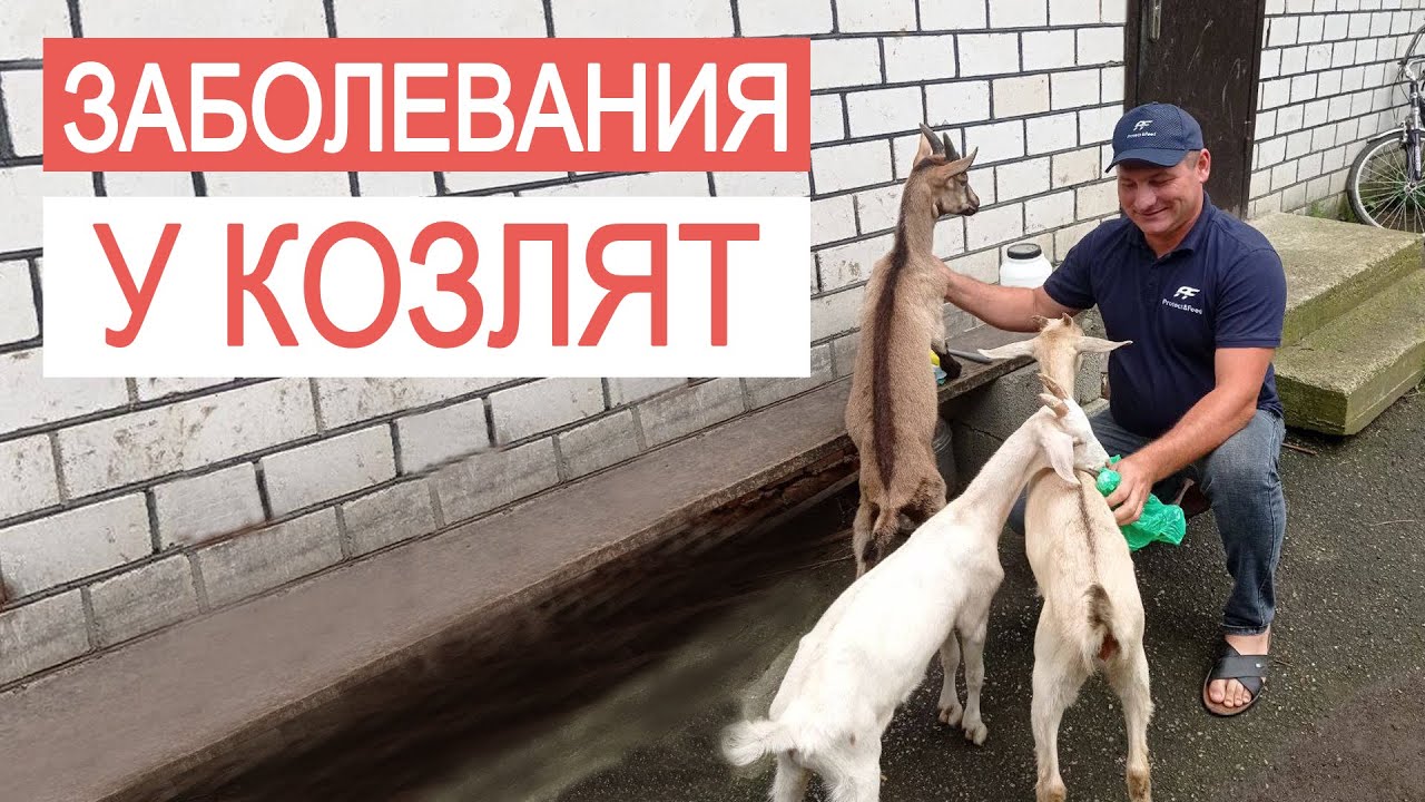 БОЛЕЗНИ КОЗЛЯТ И ИХ ЛЕЧЕНИЕ. Причины, симптомы и профилактика. - YouTube