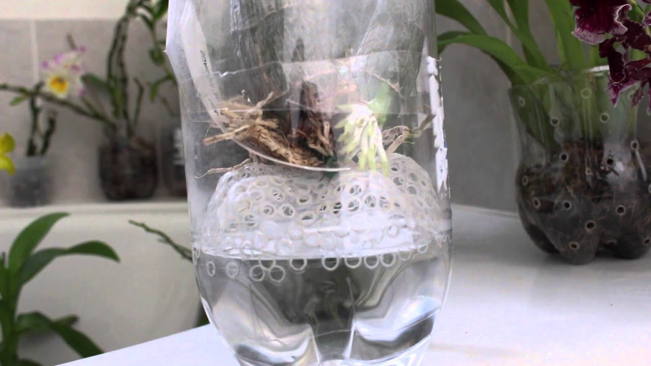 NEW GROWING METHOD - CATASETUM ORCHID TYPE 