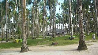 Exploring Palmentuin, Palmtree Garden In Paramaribo, Suriname
