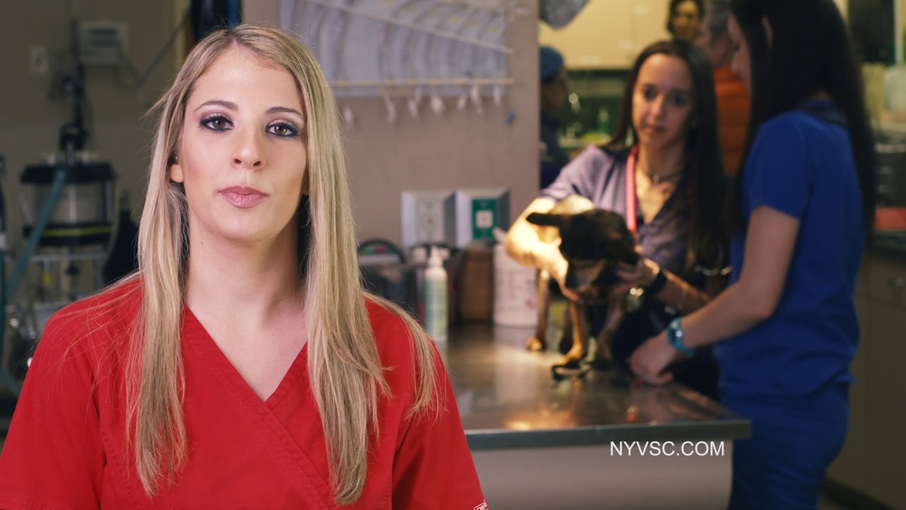 New York Veterinary Specialty & Emergency Center About Us YouTube