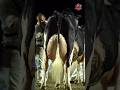 ये गाय कितने लीटर दूध देती होगी? || best hudder cow 🐄 || milking cow #cow #farming #milk #shorts