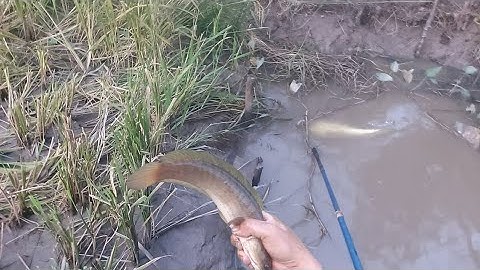 Kích cá cặp mương ruộng lúa mới cắt cũng có hàng khủng | kích cá miền tây 