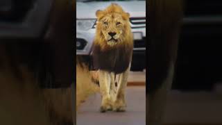 Lion Stares Down Tourist