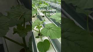 Perkembangan melon jenis sweethami umur 11 hst (hari setelah tanam) #hydroponics #melon #shorts #fyp