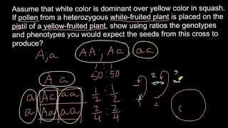 Simple Mendelian genetics problem