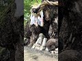 2026年7月3日🌕 ज़ेन्तूजी मंदिर में आभार यात्रा (ओरेई-मैरी) के बाद की कहानी।