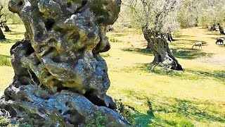 The Very Old Olive Trees Of Lesvos Island In Greece - Episode 4